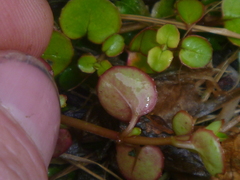 Epilobium nummulariifolium