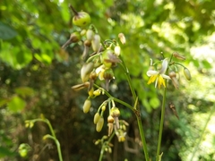 Dianella ensifolia