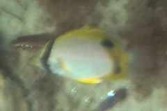 Chaetodon ocellatus