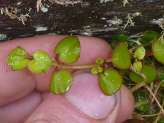 Epilobium nummulariifolium