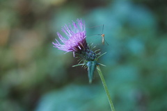 Cirsium oligophyllum