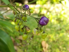 Dianella ensifolia