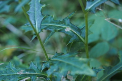 Cirsium oligophyllum