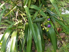 Dianella ensifolia