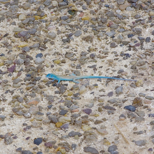 Little Striped Whiptail, Aspidoscelis inornatus