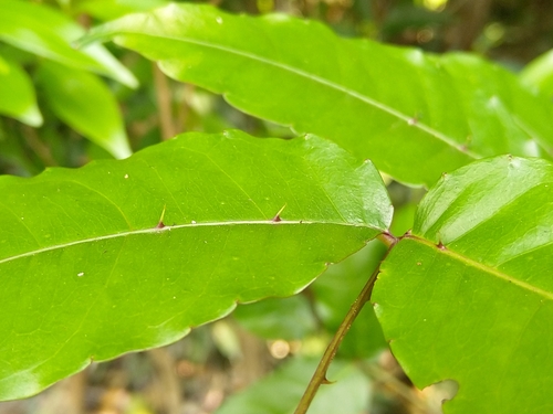 Zanthoxylum nitidum iNat (3)