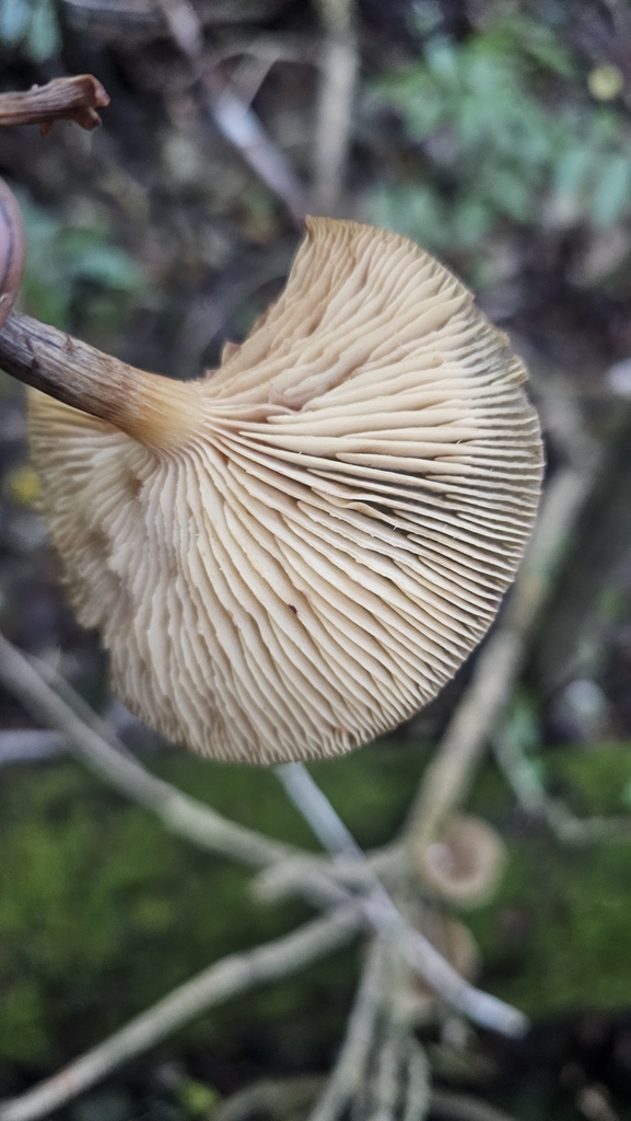 Armillaria novae-zelandiae · June 2025 · photo: © henryahh (iNaturalist, cc0)