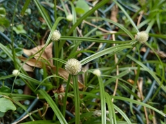 Cyperus mindorensis