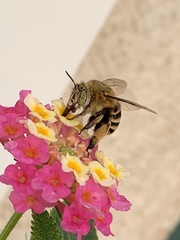 Amegilla garrula
