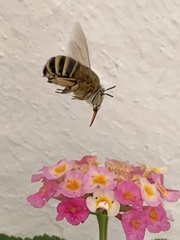 Amegilla garrula