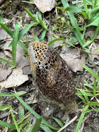 Cocoonihabitus sinensis