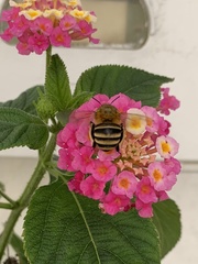 Amegilla garrula