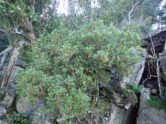 Melicytus chathamicus
