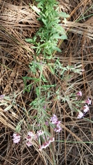 Stevia viscida
