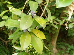 Litsea rotundifolia