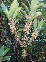 Melicytus chathamicus