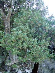 Melicytus chathamicus
