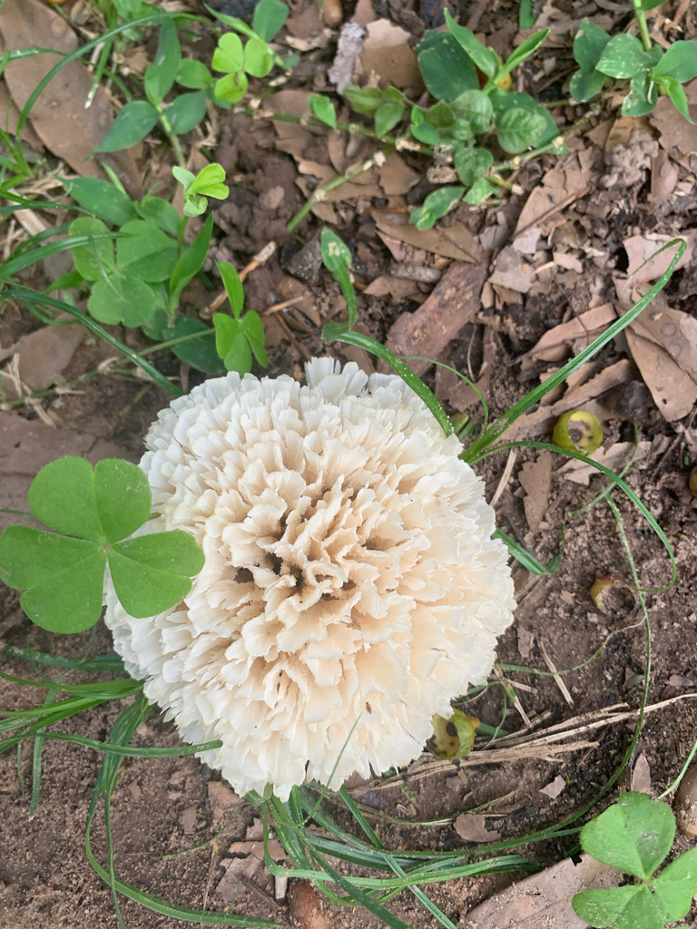 Irpex rosettiformis · April 2022 · photo: © emma96 (iNaturalist, cc-by-nc)
