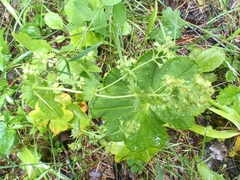 Alchemilla baltica, photograph (c) Михаил Языков, some rights reserved (CC BY)