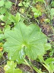 Alchemilla baltica, photograph (c) Михаил Языков, some rights reserved (CC BY)