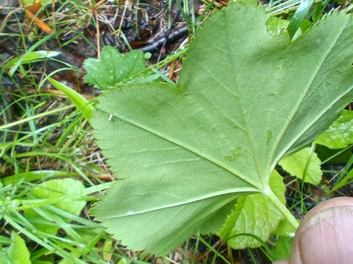 Alchemilla baltica, photograph 5