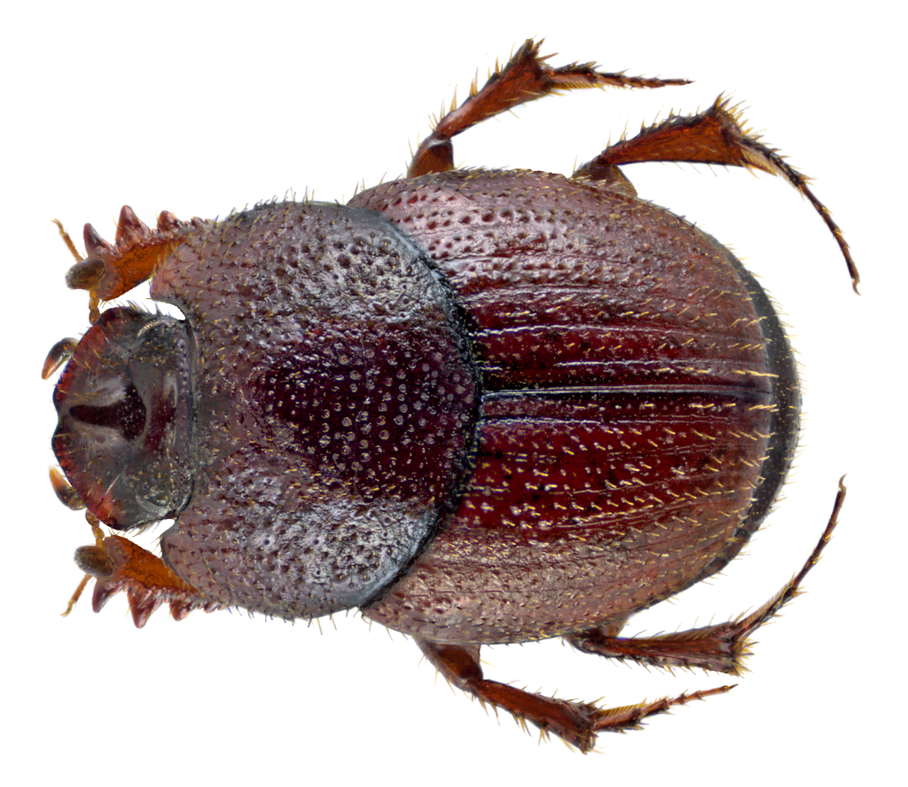 Caccobius unicornis