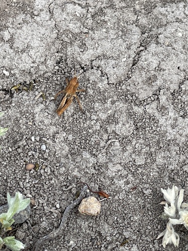 iNaturalist observation photo of Short-horned Grasshoppers and Locusts