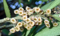 Melicytus chathamicus