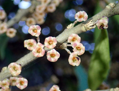 Melicytus chathamicus