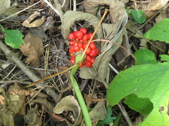 Arisaema amurense