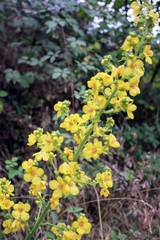 Verbascum pyramidatum