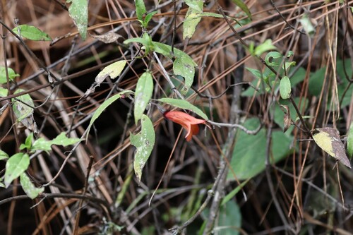 Clinopodium macrostemum, photograph 4