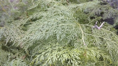 Onychium cryptogrammoides