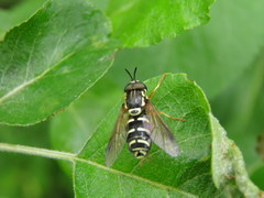 Chrysotoxum festivum