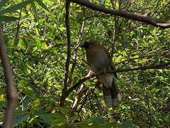 Pterorhinus berthemyi