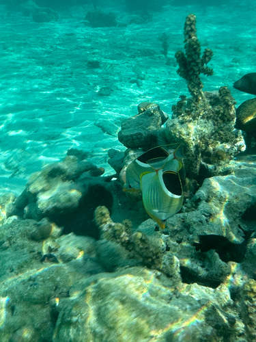 Chaetodon ephippium