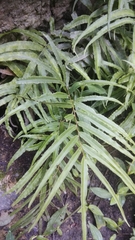 Pteris cretica