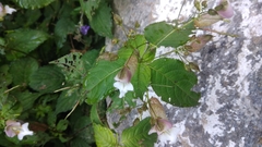 Impatiens devendrae