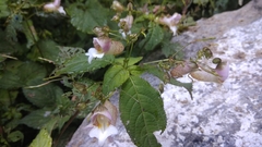 Impatiens devendrae