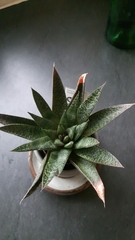 Haworthia
