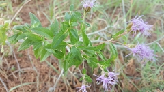 Chromolaena pulchella