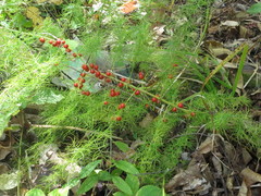 Asparagus schoberioides