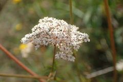 Daucus carota