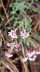 Stevia viscida
