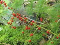 Asparagus schoberioides