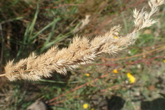 Calamagrostis epigejos