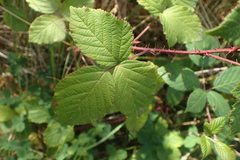 Rubus