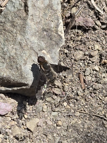 Unknown species found near West Glacier, MT 59936, USA