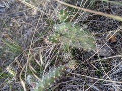 Opuntia × columbiana