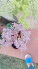 Rhynchium oculatum
